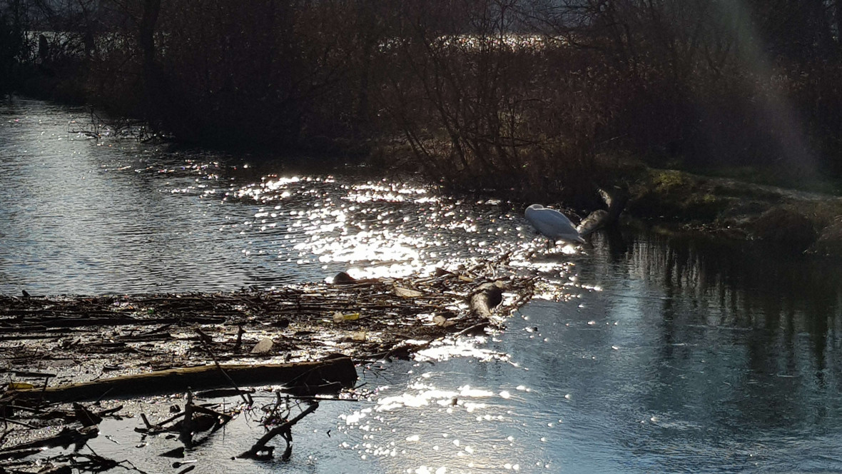 Cisnes de Estrasburgo
