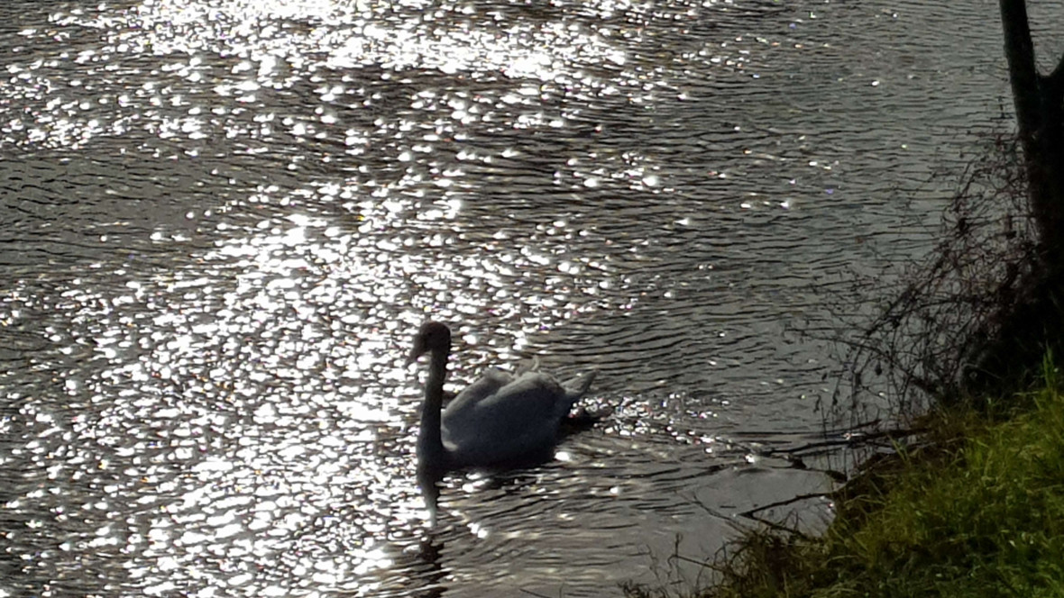Cisnes de Estrasburgo