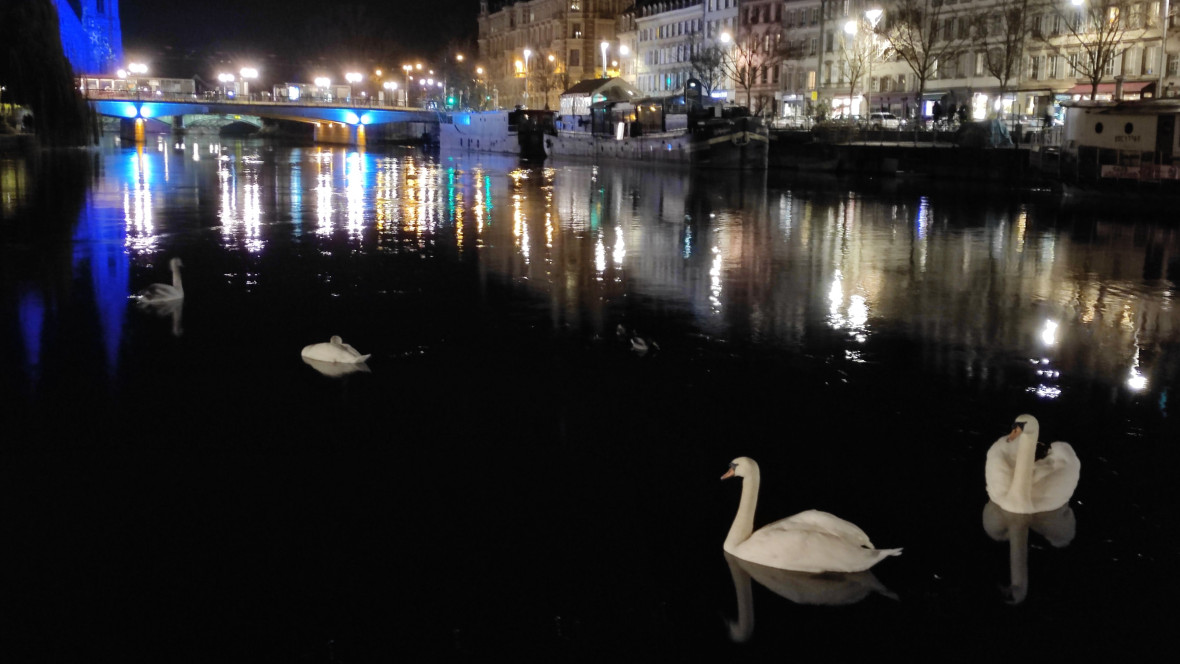 Cisnes de Estrasburgo