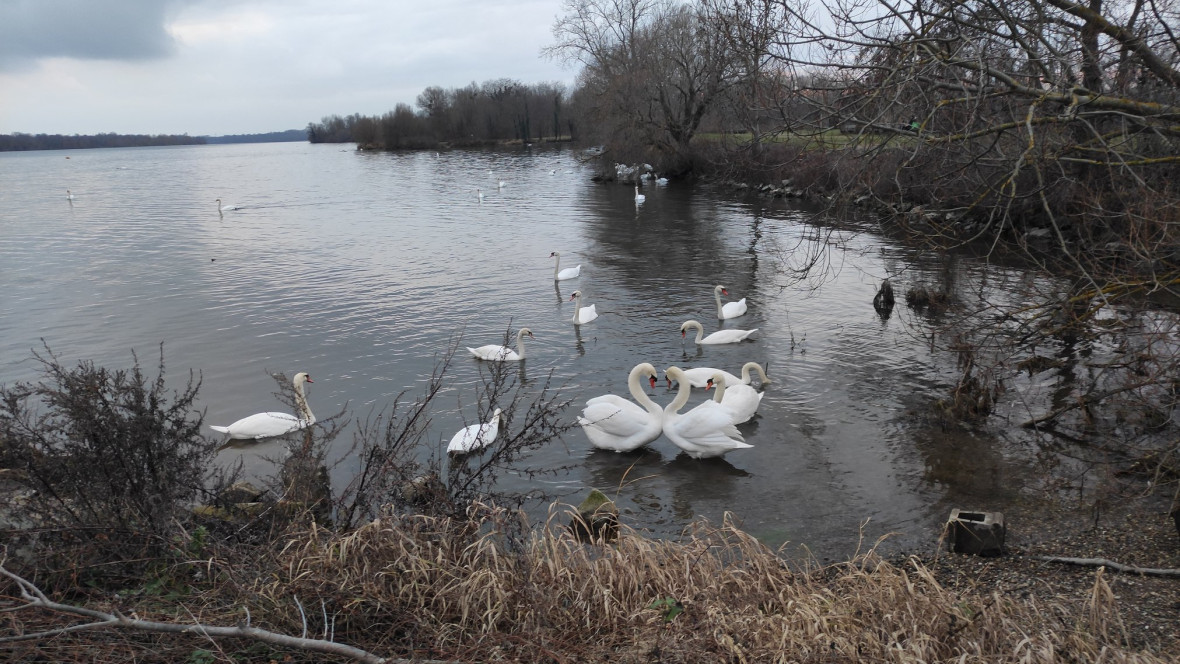 Cisnes de Estrasburgo
