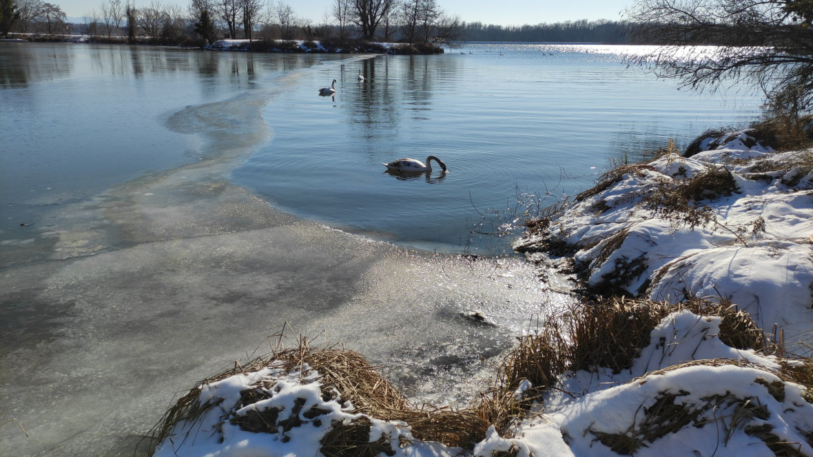 Cisnes de Estrasburgo