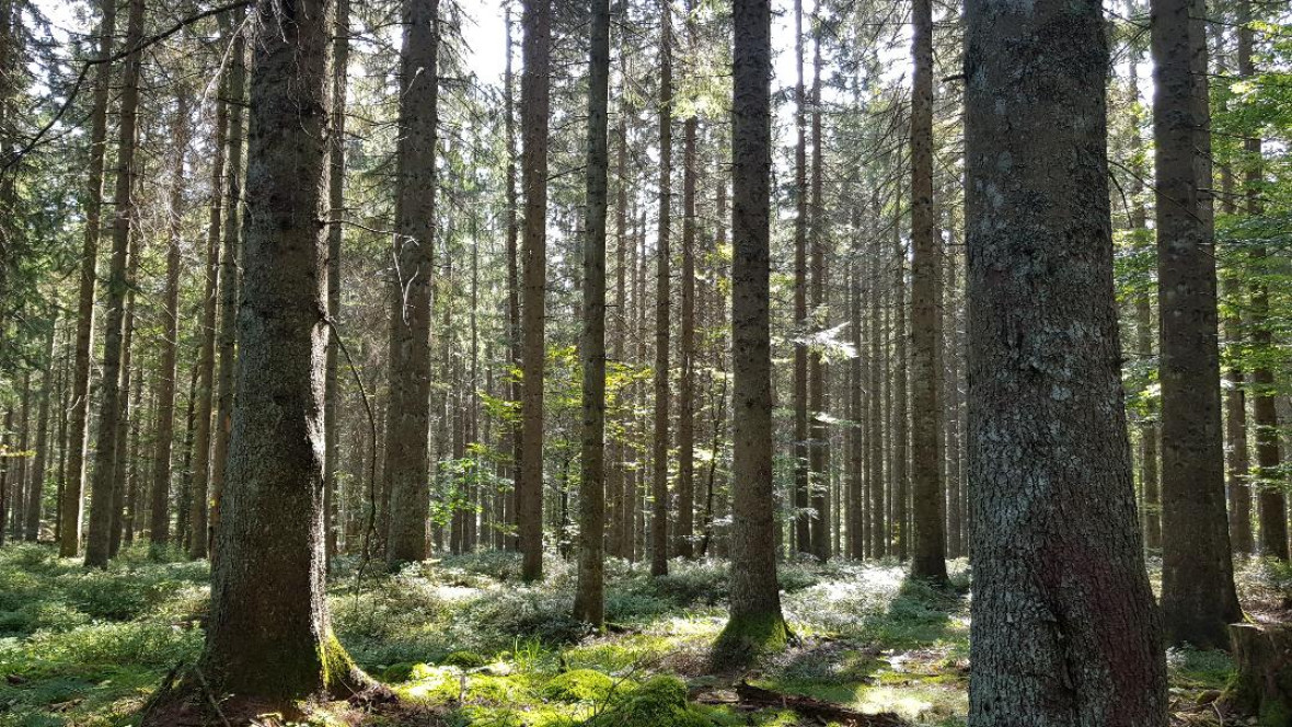 DESCONFINARNOS MENTALMENTE