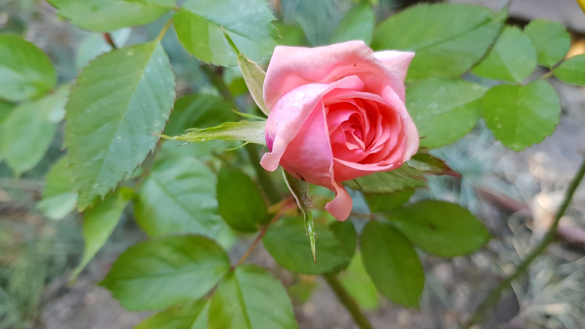 PARA CELEBRAR SANT JORDI