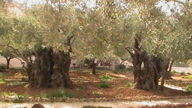 Olivo de Getsemaní