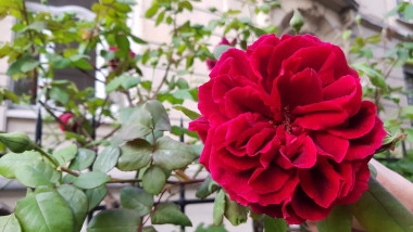 PER CELEBRAR SANT JORDI